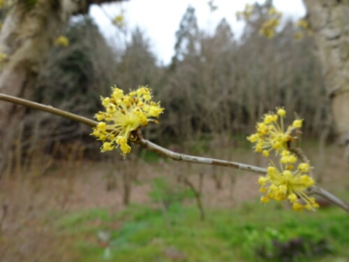 ３月の庭